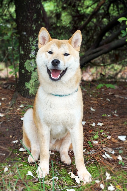 Akita-inu